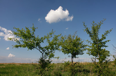 BUITEN BEELD Foto: 94238