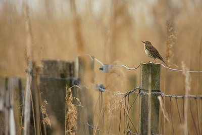 BUITEN BEELD Foto: 94249