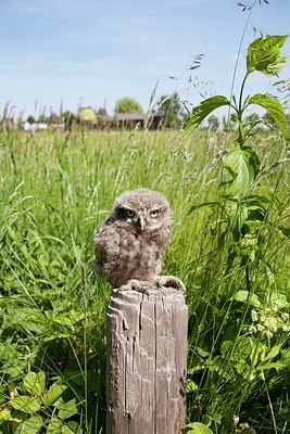 BUITEN BEELD Foto: 94257