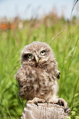 BUITEN BEELD Foto: 94259