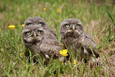 BUITEN BEELD Foto: 94262
