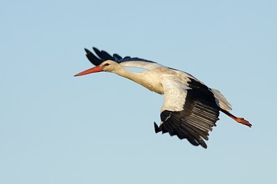 BUITEN BEELD Foto: 94300