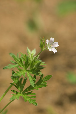 BUITEN BEELD Foto: 94302