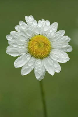 BUITEN BEELD Foto: 94306