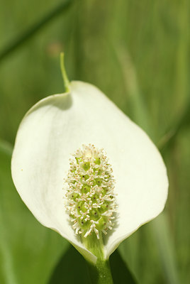 BUITEN BEELD Foto: 94314