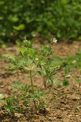 BUITEN BEELD Foto: 94319