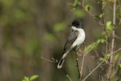 BUITEN BEELD Foto: 94325
