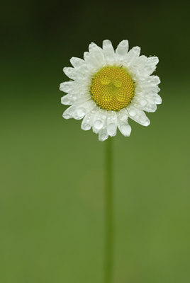 BUITEN BEELD Foto: 94326