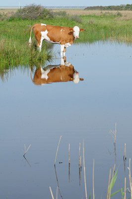 BUITEN BEELD Foto: 94333