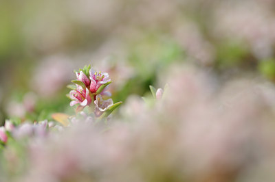 BUITEN BEELD Foto: 94338