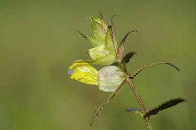 BUITEN BEELD Foto: 94341