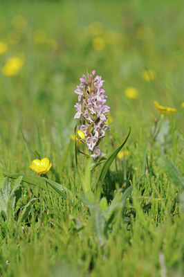 BUITEN BEELD Foto: 94343