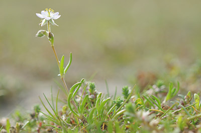 BUITEN BEELD Foto: 94347