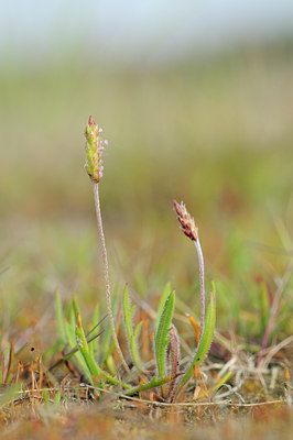 BUITEN BEELD Foto: 94353