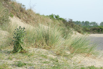 BUITEN BEELD Foto: 94356