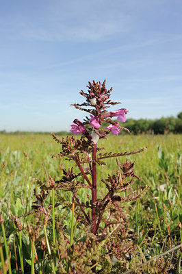 BUITEN BEELD Foto: 94359