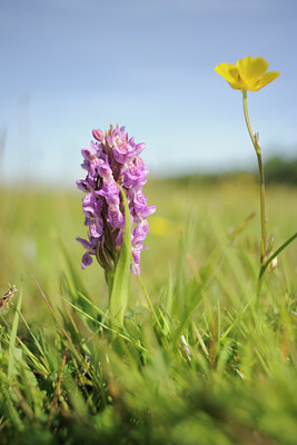 BUITEN BEELD Foto: 94361