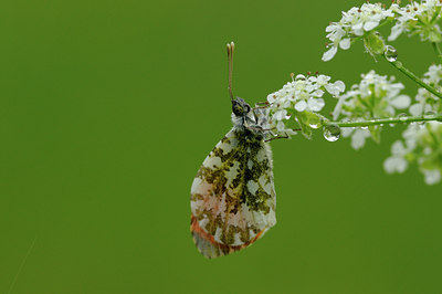 BUITEN BEELD Foto: 94377