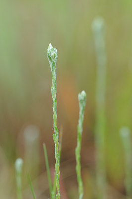 BUITEN BEELD Foto: 94435