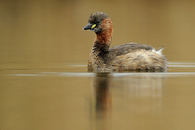 BUITEN BEELD Foto: 94449