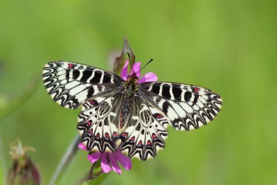 BUITEN BEELD Foto: 94465