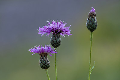 BUITEN BEELD Foto: 94479