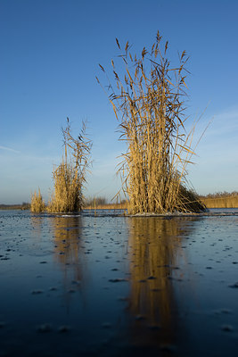 BUITEN BEELD Foto: 94486