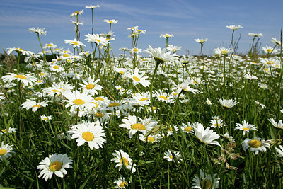 BUITEN BEELD Foto: 94500