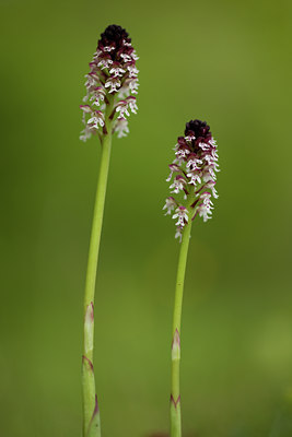 BUITEN BEELD Foto: 94531
