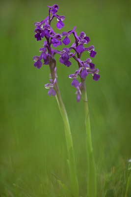 BUITEN BEELD Foto: 94534