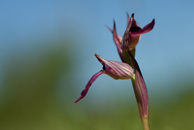 BUITEN BEELD Foto: 94535