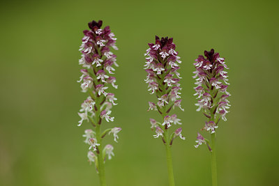 BUITEN BEELD Foto: 94543