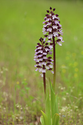 BUITEN BEELD Foto: 94553