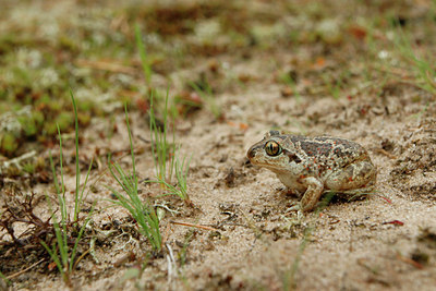 BUITEN BEELD Foto: 94556