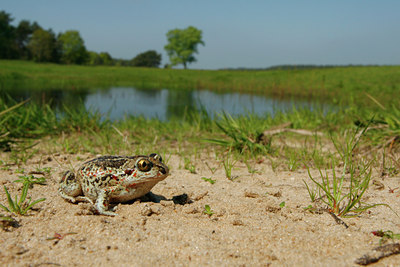 BUITEN BEELD Foto: 94560