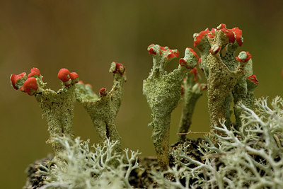 BUITEN BEELD Foto: 94577