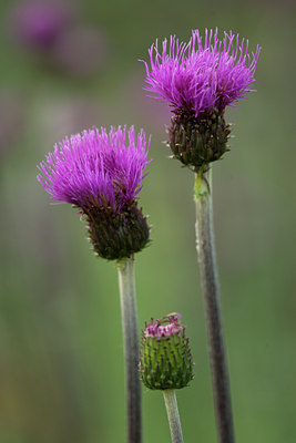 BUITEN BEELD Foto: 94617