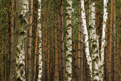 BUITEN BEELD Foto: 94626