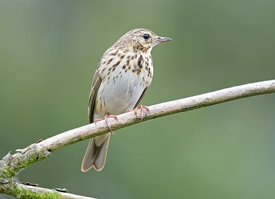 BUITEN BEELD Foto: 94633