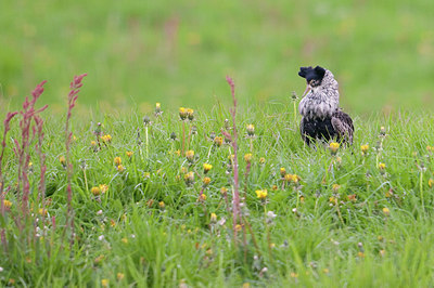 BUITEN BEELD Foto: 94635