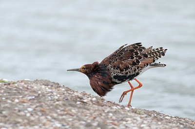 BUITEN BEELD Foto: 94642