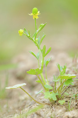 BUITEN BEELD Foto: 94649