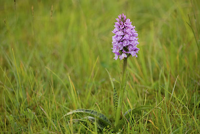 BUITEN BEELD Foto: 94674