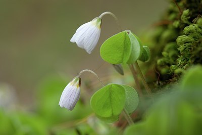 BUITEN BEELD Foto: 94688