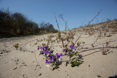 BUITEN BEELD Foto: 94691