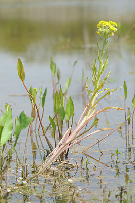 BUITEN BEELD Foto: 94713