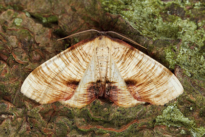BUITEN BEELD Foto: 94716