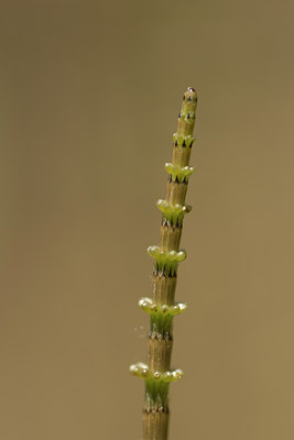 BUITEN BEELD Foto: 94732
