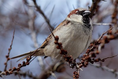 BUITEN BEELD Foto: 94767