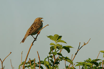 BUITEN BEELD Foto: 94770